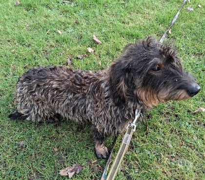 Vente animaux St Mars la Jaille Loire-Atlantique - Photos Vivastreet Mowrice, teckel à adopter