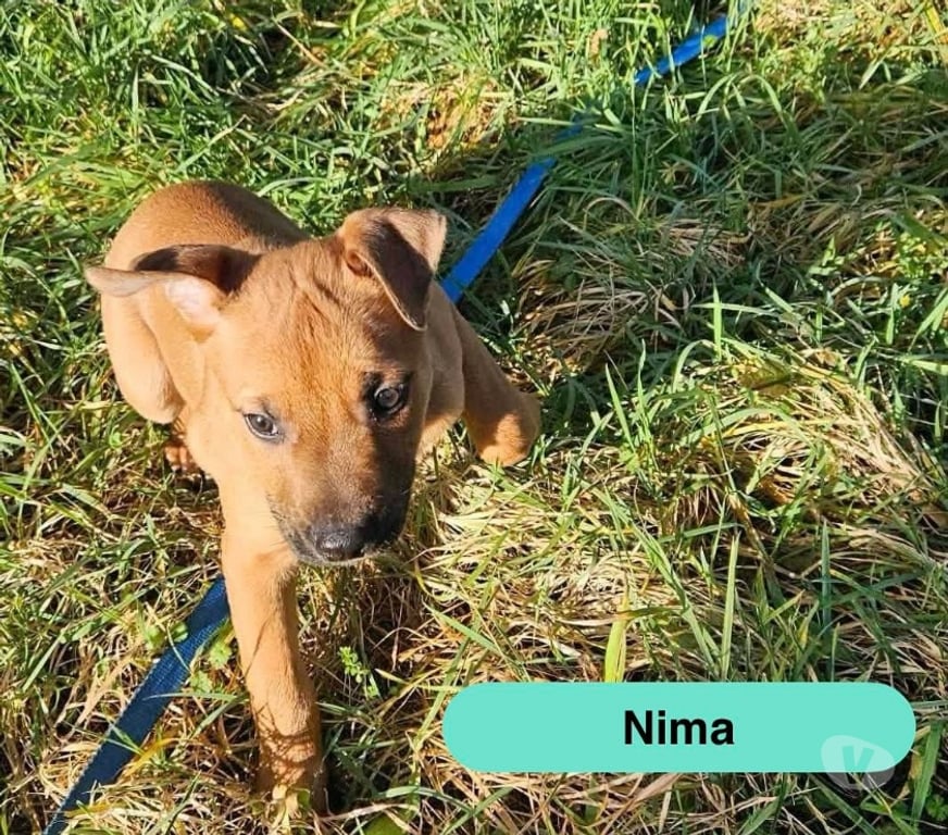 Vente Loire-Atlantique La Boissiere du Dore - 44430 - Photos Vivastreet Nima, chiot croisé malinois à adopter