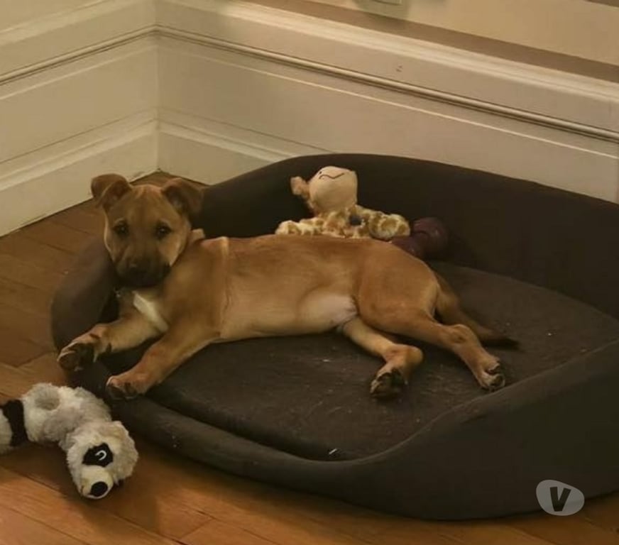 Vente Loire-Atlantique La Boissiere du Dore - 44430 - Photos Vivastreet Nima, chiot croisé malinois à adopter