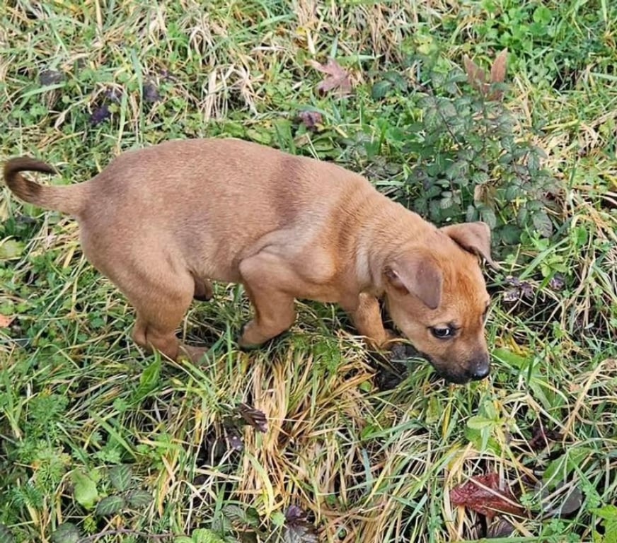 Vente Loire-Atlantique La Boissiere du Dore - 44430 - Photos Vivastreet Nima, chiot croisé malinois à adopter