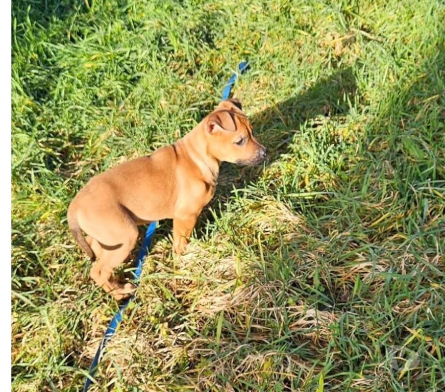 Vente Loire-Atlantique La Boissiere du Dore - 44430 - Photos Vivastreet Nima, chiot croisé malinois à adopter