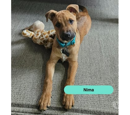 Vente animaux La Boissiere du Dore Loire-Atlantique - Photos Vivastreet Nima, chiot croisé malinois à adopter