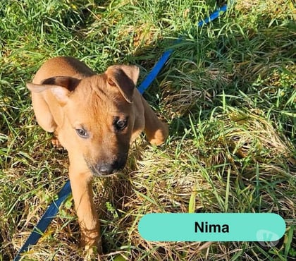 Vente animaux La Boissiere du Dore Loire-Atlantique - Photos Vivastreet Nima, chiot croisé malinois à adopter