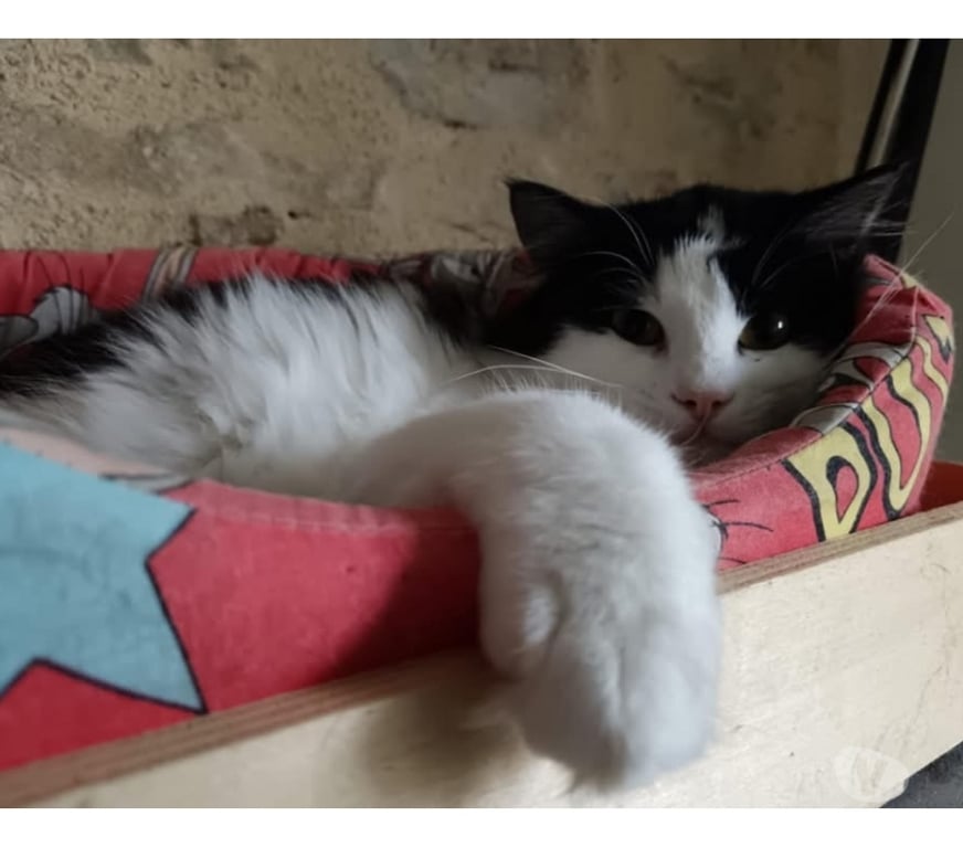 Vente Cher Bessais le Fromental - 18210 - Photos Vivastreet Wakan, chat noir et blanc à adopter