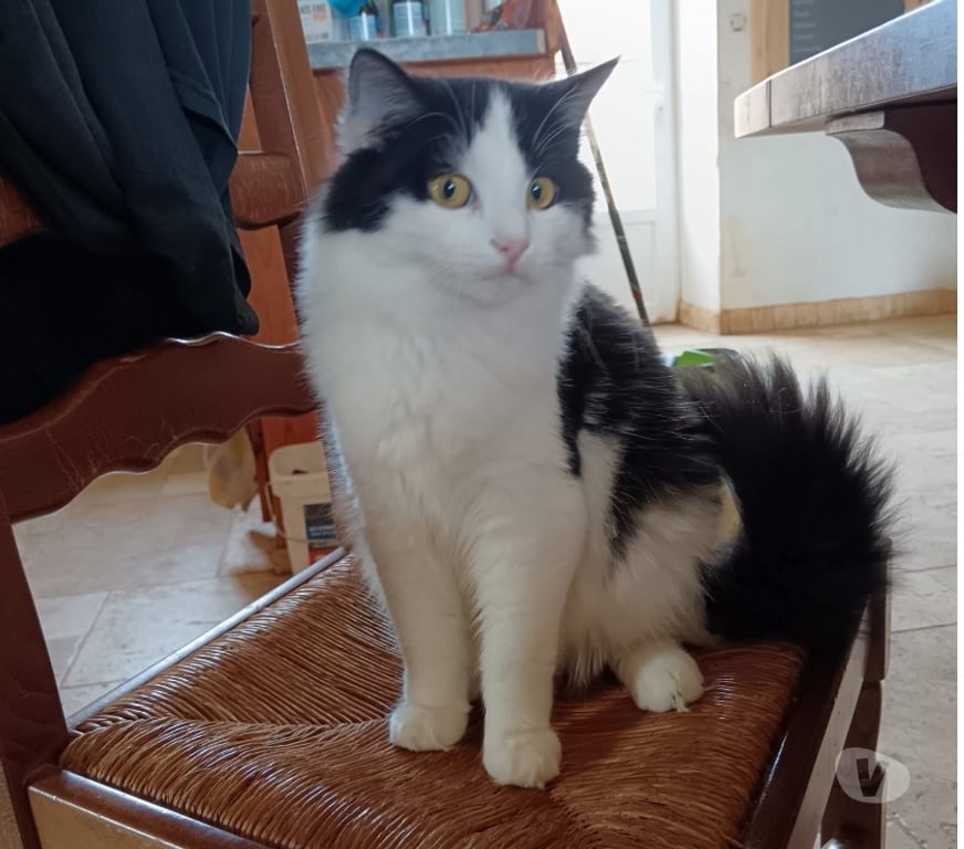 Vente Cher Bessais le Fromental - 18210 - Photos Vivastreet Wakan, chat noir et blanc à adopter