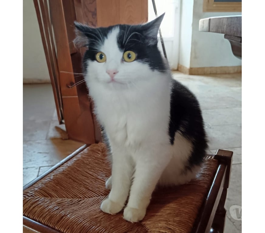 Vente Cher Bessais le Fromental - 18210 - Photos Vivastreet Wakan, chat noir et blanc à adopter