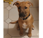 Lior, chiot croisé malinois à adopter
