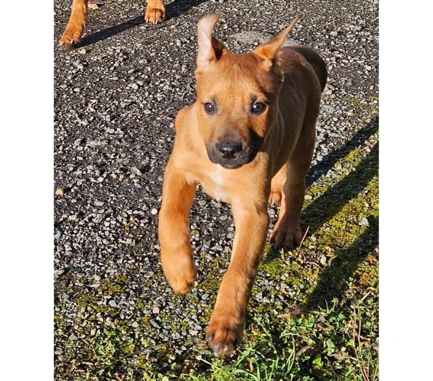 Vente Loire-Atlantique Paulx - 44270 - Photos Vivastreet Lior, chiot croisé malinois à adopter