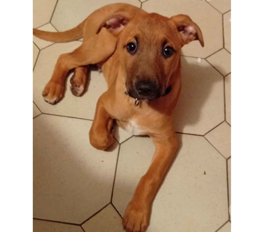 Vente Loire-Atlantique Paulx - 44270 - Photos Vivastreet Lior, chiot croisé malinois à adopter