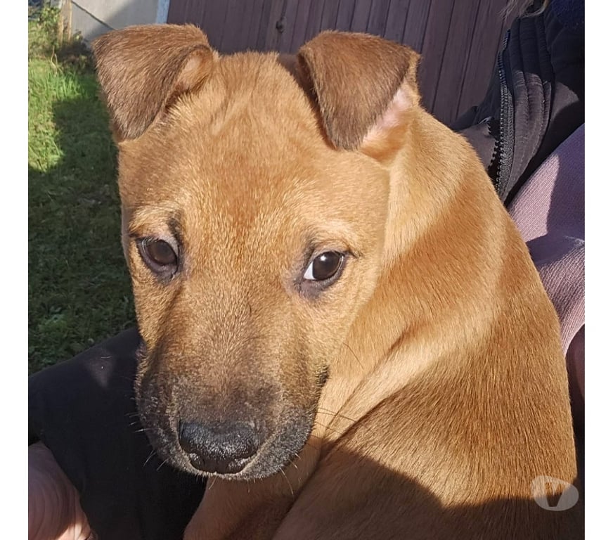 Vente Loire-Atlantique Paulx - 44270 - Photos Vivastreet Lior, chiot croisé malinois à adopter