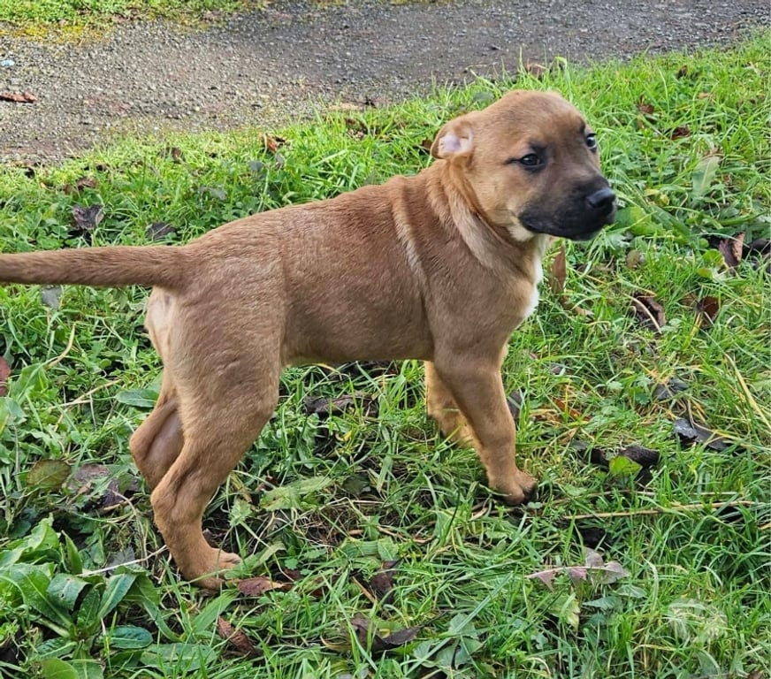 Vente Loire-Atlantique St Etienne de Montluc - 44360 - Photos Vivastreet Rebel, chiot croisé malinois à adopter