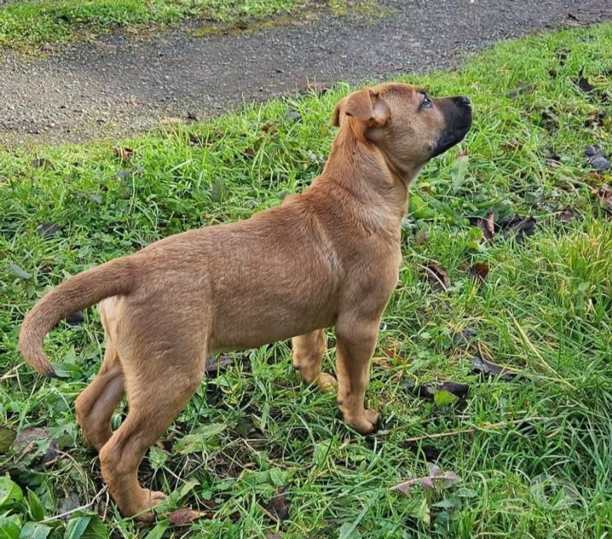 Vente Loire-Atlantique St Etienne de Montluc - 44360 - Photos Vivastreet Rebel, chiot croisé malinois à adopter
