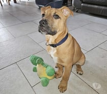 Rebel, chiot croisé malinois à adopter