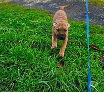 Rebel, chiot croisé malinois à adopter