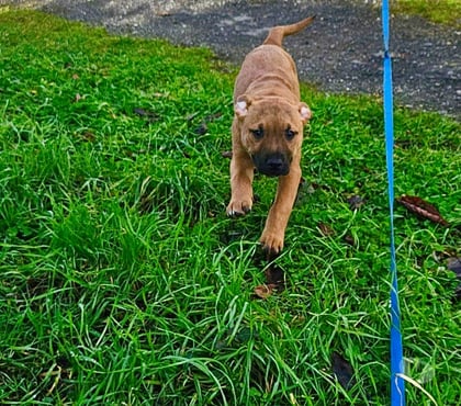 Vente animaux St Etienne de Montluc Loire-Atlantique - Photos Vivastreet Rebel, chiot croisé malinois à adopter
