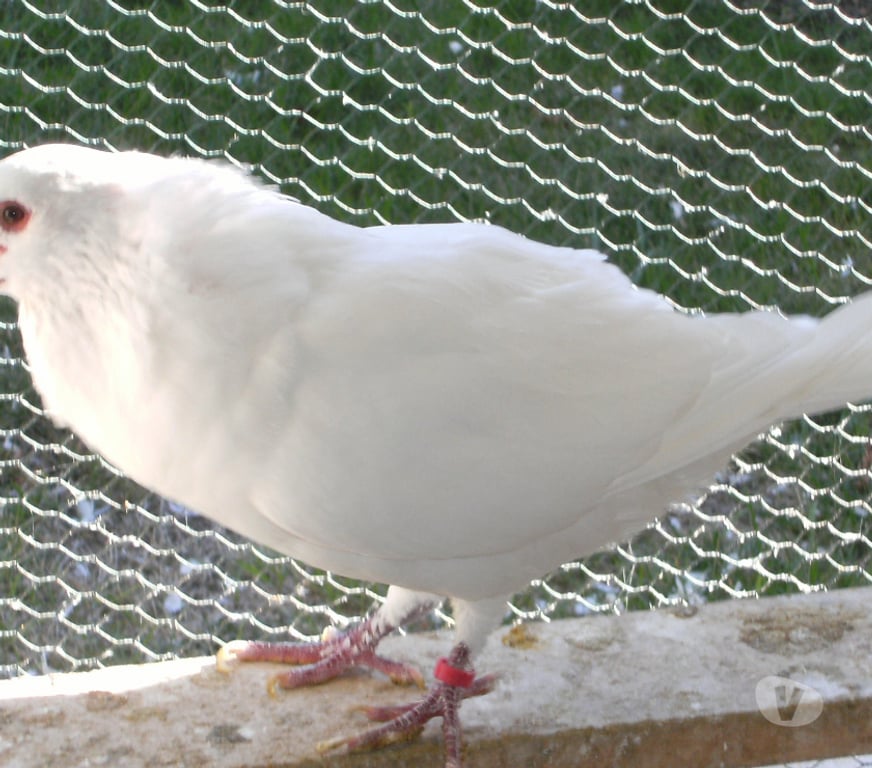 Vente Seine-et-Marne Bagneaux sur Loing - 77167 - Photos Vivastreet Pigeons de chair