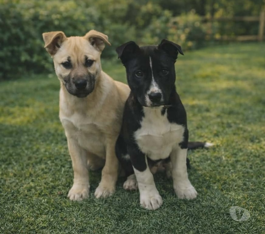 Don animaux Aude Carcassonne - Photos Vivastreet 2 adorables chiots a ADOPTER 4 mois