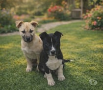 Photos Vivastreet 2 adorables chiots a ADOPTER 4 mois
