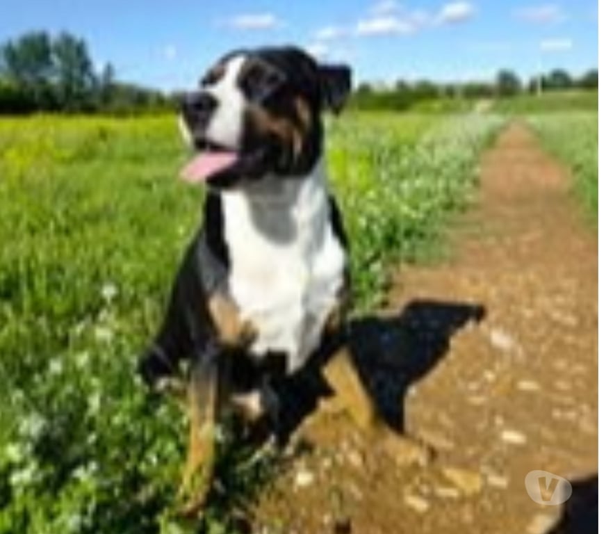 Don animaux Vaucluse Montfavet - 84140 - Photos Vivastreet Chien OVER à l adoption