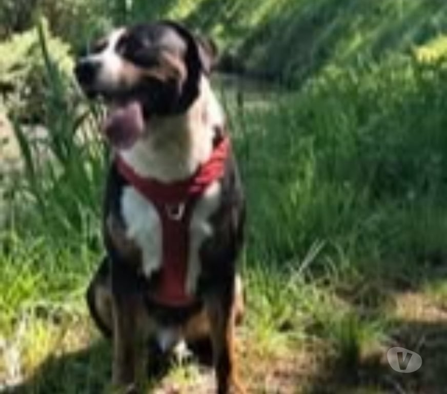 Don animaux Vaucluse Montfavet - 84140 - Photos Vivastreet Chien OVER à l adoption