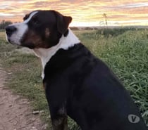 Chien OVER à l adoption