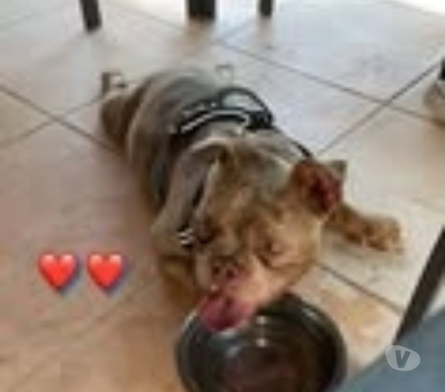 Don animaux Vaucluse Valreas - 84600 - Photos Vivastreet Chien ARES à l adoption