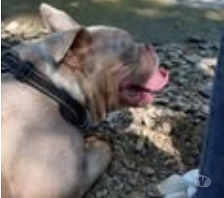 Don animaux Vaucluse Valreas - 84600 - Photos Vivastreet Chien ARES à l adoption