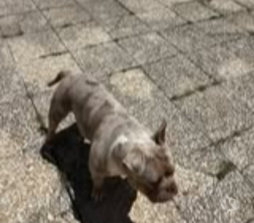 Don animaux Vaucluse Valreas - 84600 - Photos Vivastreet Chien ARES à l adoption