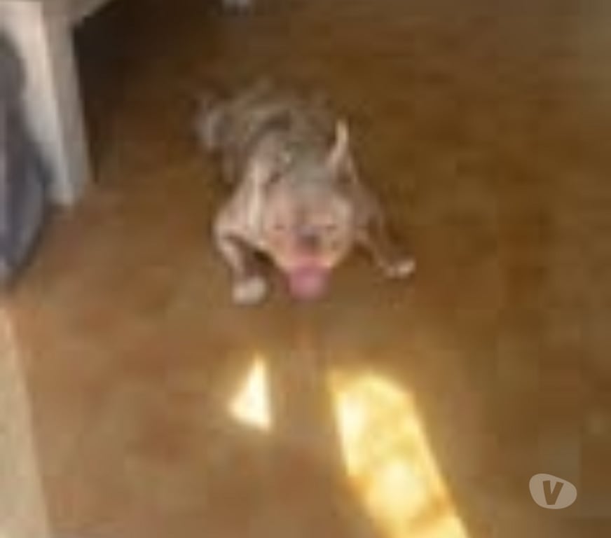 Don animaux Vaucluse Valreas - 84600 - Photos Vivastreet Chien ARES à l adoption