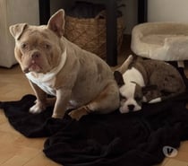 Chien ARES à l adoption