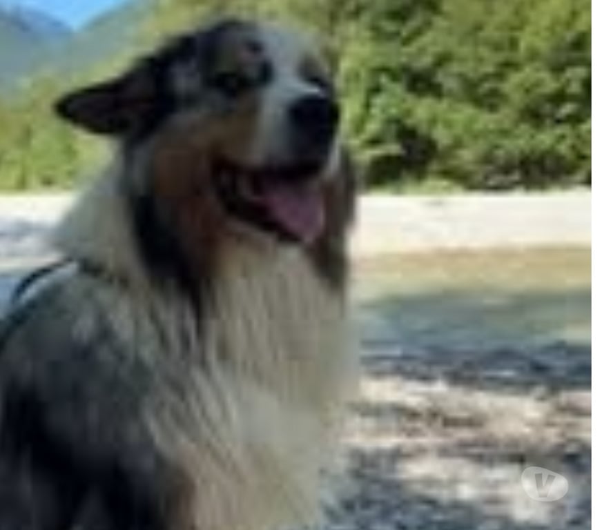 Don animaux Ardèche Guilherand Granges - 07500 - Photos Vivastreet Chien PACO à l adoption