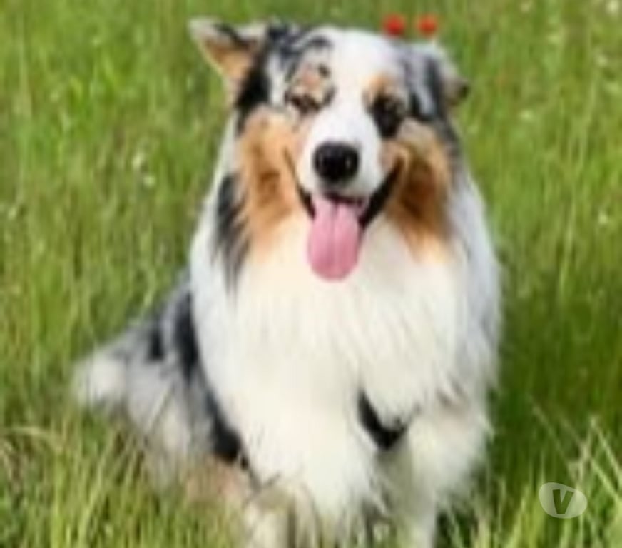 Don animaux Ardèche Guilherand Granges - 07500 - Photos Vivastreet Chien PACO à l adoption