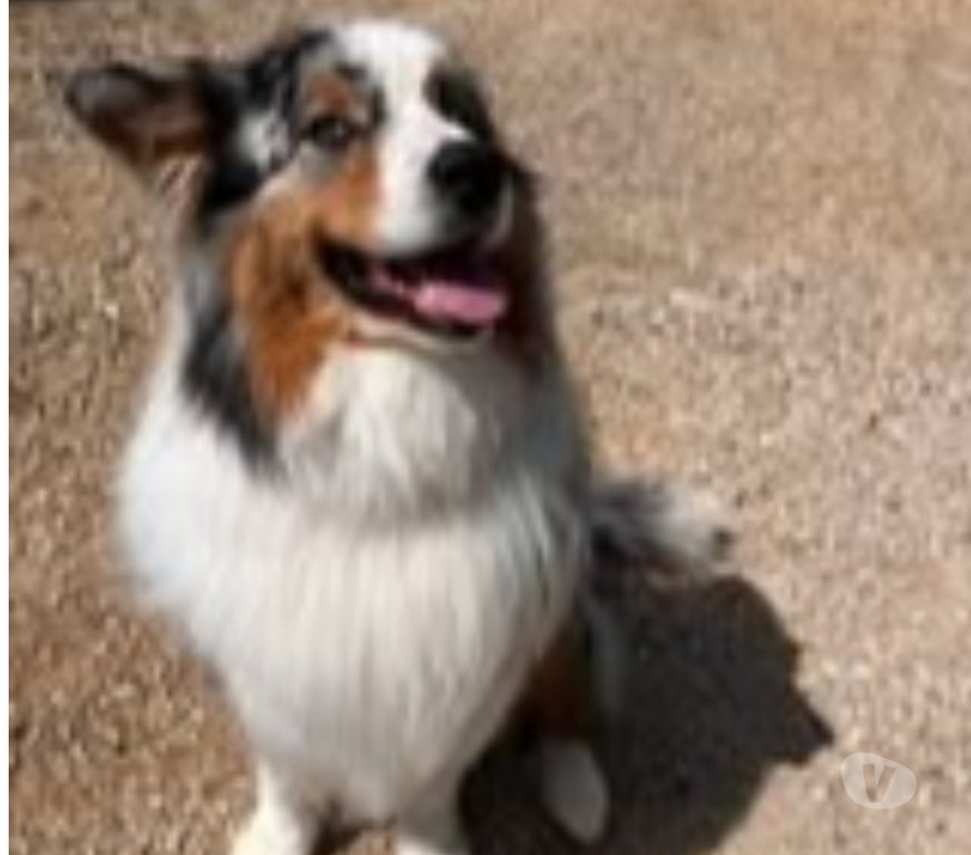 Don animaux Ardèche Guilherand Granges - 07500 - Photos Vivastreet Chien PACO à l adoption