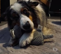 Chien PACO à l adoption