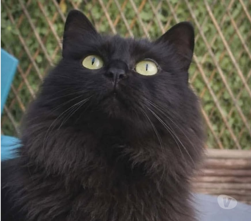 Don animaux Aude Carcassonne - Photos Vivastreet Caline chatte 6 ans A ADOPTER