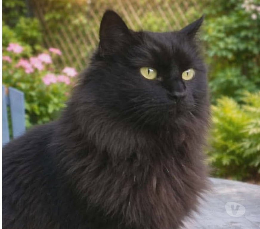 Don animaux Aude Carcassonne - Photos Vivastreet Caline chatte 6 ans A ADOPTER
