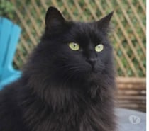 Caline chatte 6 ans A ADOPTER