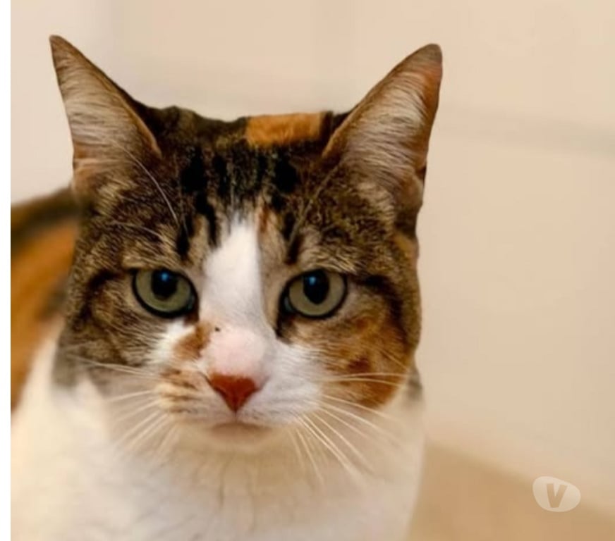 Don animaux Drôme St Restitut - 26130 - Photos Vivastreet Chat MARIE THERESE à l adoption