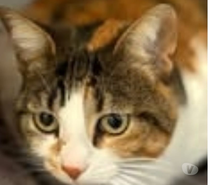 Don animaux Drôme St Restitut - 26130 - Photos Vivastreet Chat MARIE THERESE à l adoption