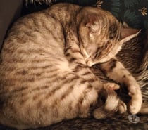 Chat KELLY à l adoption