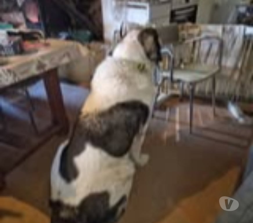 Don animaux Ardèche Tournon sur Rhone - 07300 - Photos Vivastreet Chien ERA à l adoption