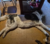 Chien ERA à l adoption