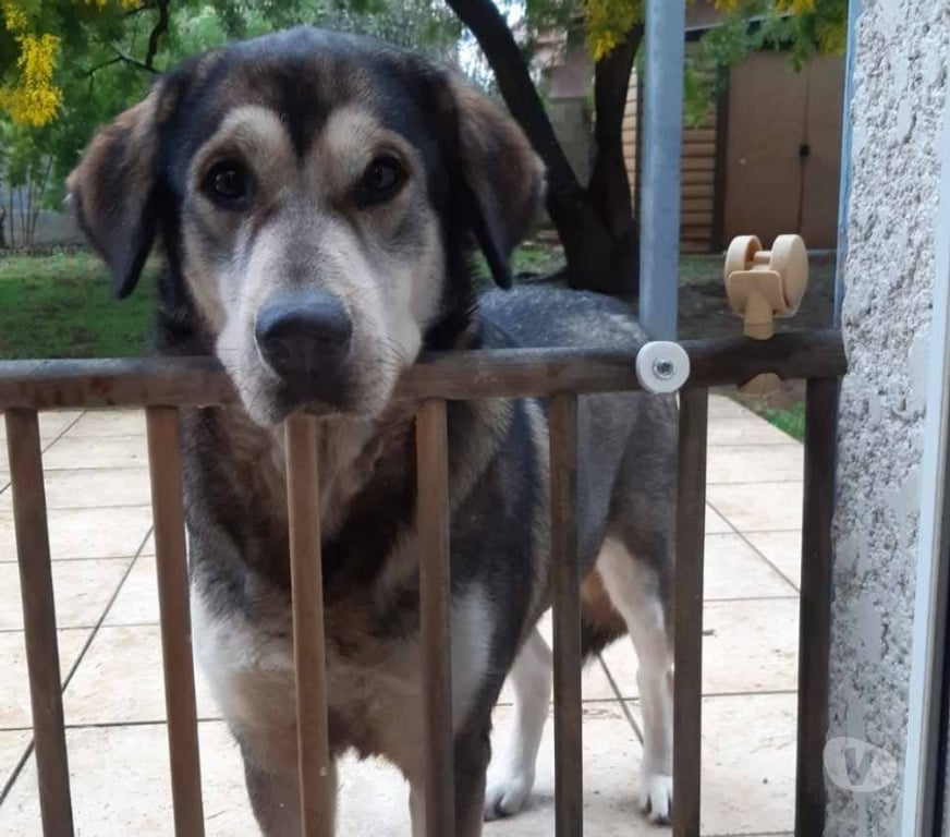 Don animaux Drôme Chateauneuf du Rhone - 26780 - Photos Vivastreet Chien ULA à l adoption