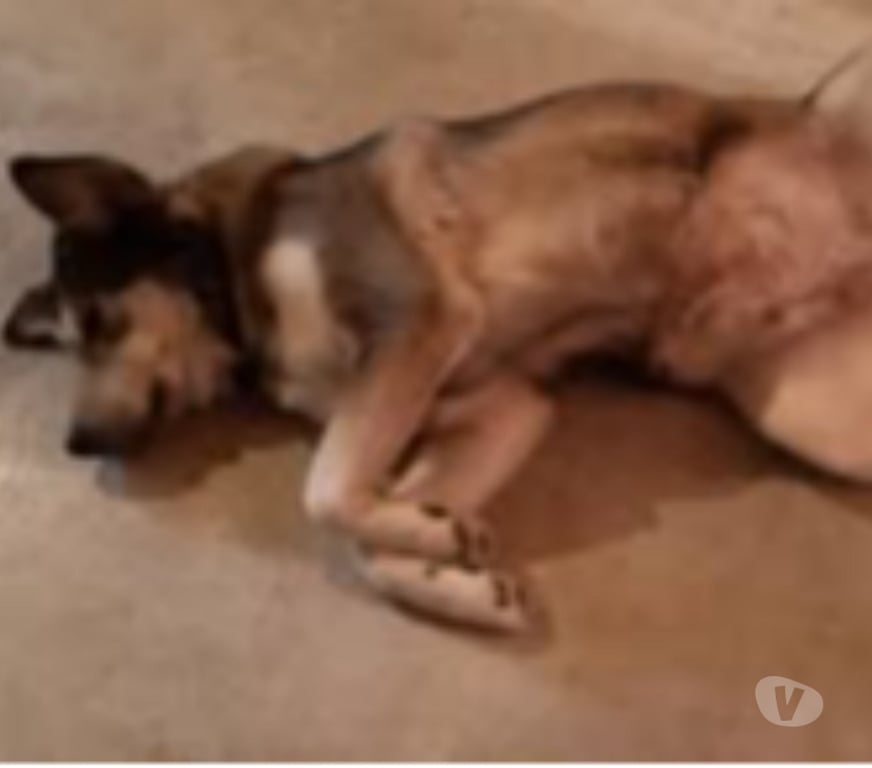 Don animaux Drôme Chateauneuf du Rhone - 26780 - Photos Vivastreet Chien ULA à l adoption