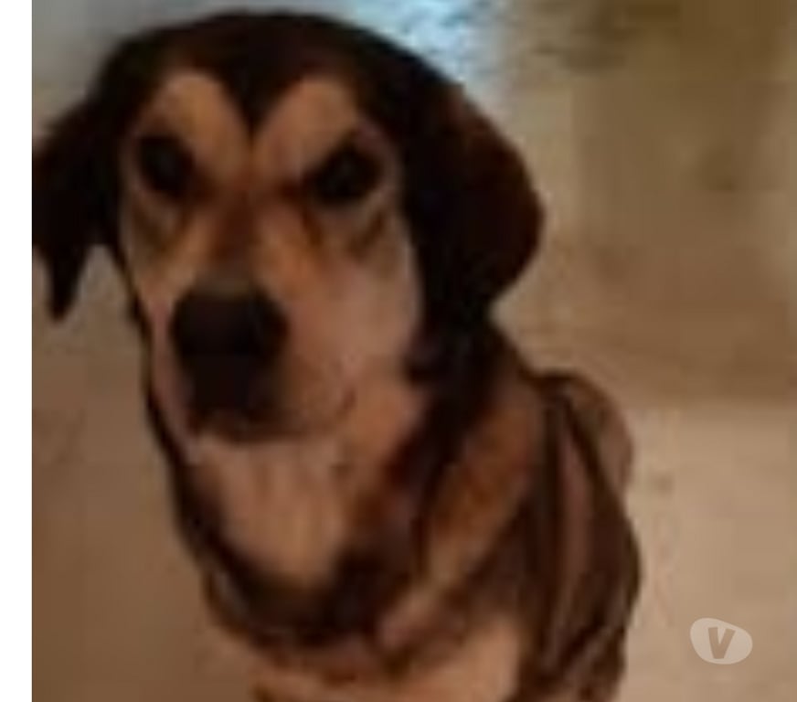 Don animaux Drôme Chateauneuf du Rhone - 26780 - Photos Vivastreet Chien ULA à l adoption