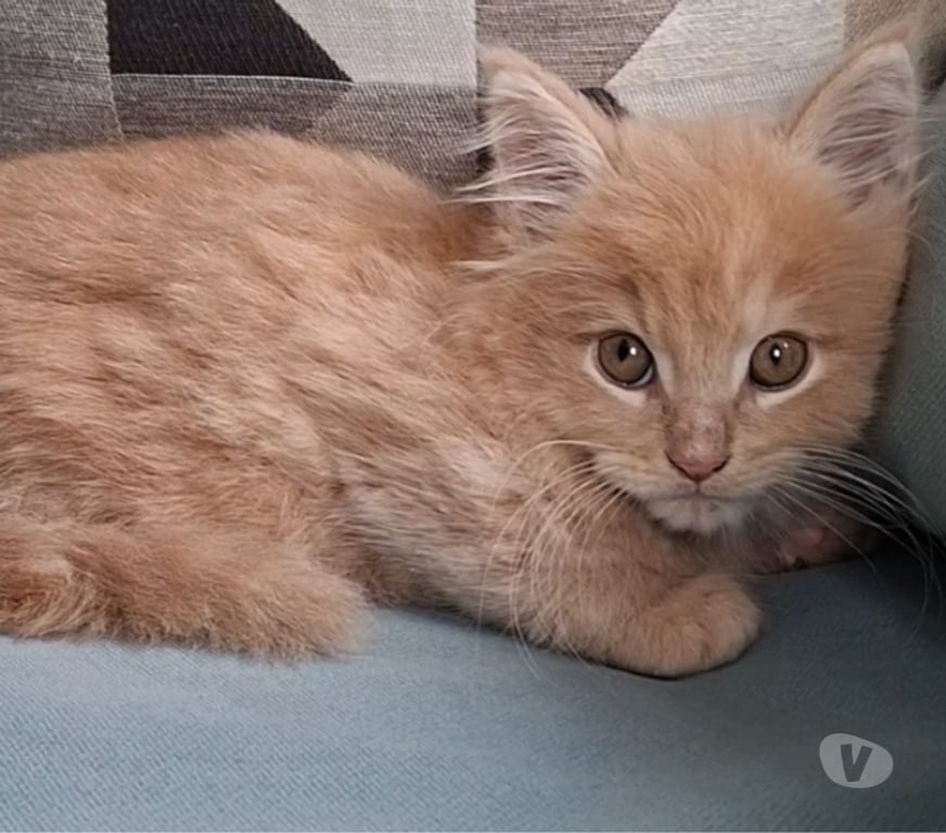 Vente Var Toulon - Photos Vivastreet chaton mâle Maine Coon LOOF