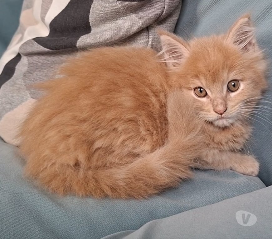 Vente Var Toulon - Photos Vivastreet chaton mâle Maine Coon LOOF