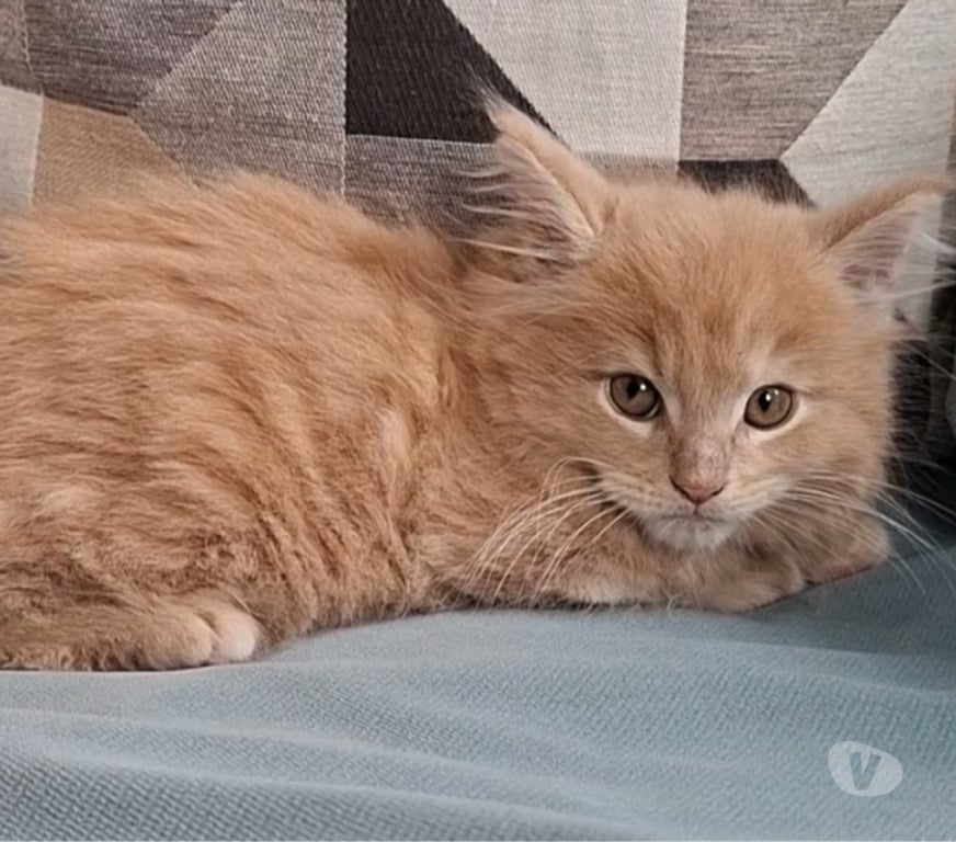Vente Var Toulon - Photos Vivastreet chaton mâle Maine Coon LOOF