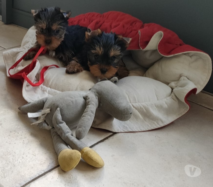 Vente Vienne Poitiers - 86000 - Photos Vivastreet YORKSHIRE TERRIER