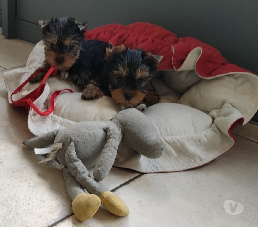 Vente Vienne Poitiers - 86000 - Photos Vivastreet YORKSHIRE TERRIER